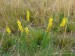 Fabaceae - čilimníkovec černající (Lembotropis nigricans), Homolka, VII