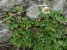 Fabaceae - jetel plazivý (Trifolium repens), Litice, VI.