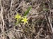 Liliaceae - křivatec žlutý (Gagea lutea), Litice, III.