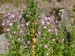 Onagraceae - vrbovka chlupatá (Epilobium hirsutum), Český Chloumek, VII.