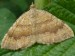 Hmyz (motýli) - píďalka osiková (Eulithis populata), Česká Doubravice, IX.
