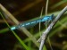 Hmyz (vážky) - šidélko páskované (Coenagrion puella) - sameček, Nový rybník u Bečova, VII.