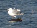 Ptáci (dlouhokřídlí) - racek bouřní (Larus canus), Litice, XII.