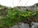 Fabaceae - tolice dětelová (Medicago lupulina), Litice, VI.