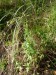 Onagraceae - vrbovka růžová (Epilobium roseum), Kokotské rybníky, IX.