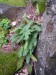 Polypodiaceae - osladič obecný (Polypodium vulgare), Plešivec