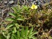 Rosaceae - mochna husí (Potentilla anserina), Loupensko, X.