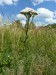 Asteraceae - řebříček obecný (Achillea millefolium), Český Chloumek, VII.