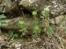 Brassicaceae - tařice kališní  (Alyssum alyssoides ), Litice, VI.