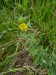 Fabaceae - tolice srpovitá (Melicago falcata), Přešťovice VI.