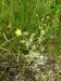 Rosaceae - mochna stříbrná (Potentilla argentea), Český Chloumek, VII.