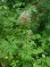 Valerianaceae - kozlík lékařský (Valeriana officinalis), údolí Teplé VII