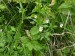 Violaceae - violka rolní (Viola arvensis), Bečov - Mnichov, VIII.