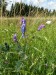 Fabaceae - vikev ptačí (Vicia cracca), Český Chloumek, VII.