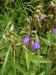 Campanulaceae - zvonek kopřivolistý  (Campanula trachelium), Střela pod Rabštejnem, VII.