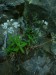 Caryophyllaceae - silenka nadmutá (Silene vulgaris), Pavlovice V.