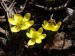Ranunculaceae - talovín zimní (Eranthis hyamalis), Lhota