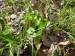 LPR1 - Porost jarních rostlin