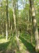LPR3 - Listnatý les pod zříceninou