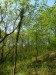 LPR8 - Prosvětlený listnatý lesík ukrývá bohatý porost hajních rostlin