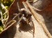 Členovci (pavoukovci) - křižák velký (Araneus angulatus), Srbsko, IV.