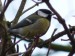 Ptáci (sýkorovití) - sýkora koňadra (Parus major), Plzeň II.