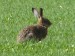 Savci (zajícovití) - zajíc polní (Lepus europaeus), Skřipel, VI.