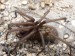 Členovci (pavoukovci) - pokoutník stájový  (Tegenaria ferruginea), Lhota IV.