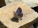 Hmyz (motýli) - modrásek rozchodníkový (Scolitantides orion), Roztoky u Křivoklátu, IV.