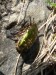Hmyz (brouci) - zlatohlávek zlatý (Cetonia aurata), Srbsko u Berouna, V.