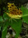 Hmyz (motýli) - zejkovec hluchavkový (Pseudopanthera macularia), Srbsko u Berouna, V.