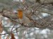 Ptáci (drozdovití) - červenka obecná (Erythacus rubecula), Plzeň, III.