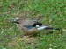 Ptáci (krkavcovití) - sojka obecná (Garrulus glandarius), Plzeň VI.