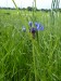 Asteraceae - chrpa modrá (Centaurea cyanus), Opočinek, V.