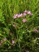 Gentianaceae - zeměžluč okolíkatá (Centaurium erythraea), Pětidomí VI.