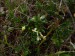 Polygalaceae - zimostrázek horský (Chamaebuxus alpestris), Prameny, V.