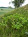 Boraginaceae - voskovka menší (Cerinthe minor), Nerestce, VI.