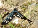 Hmyz (motýli) - běloskvrnáč pampeliškový (Amata phegea), Roztoky u Křivoklátu, VI.