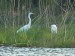 Ptáci (brodiví) - volavka bílá (Egretta alba), Kařezské rybníky, V.