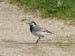 Ptáci (konipasovití) - konipas bílý (Motacilla alba), Kladská, V.