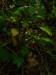 Alliaceae - česnek medvědí (Allium ursinum), Štramberk, VI.