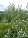 Salicaceae - topol bílý (Populus alba), Nererstce, VI.