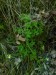 Saxifragaceae - lomikámen trsnatý křehký (Saxifraga rosacea ssp. sponhemica), Tetín, IV.