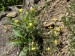 Cistaceae - devaterník šedý  (Helianthemum canum), Loděnice, V.