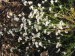Rubiaceae -  mařinka sivá (Asperula cynanchica), Otmíče, VIII.