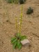 Scrophulariaceae - divizna černá (Verbascum nigrum), Nebílovy, VII.