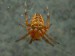 Členovci (pavoukovci) - křižák obecný (Araneus diademus), Židlochovice, VI.