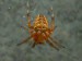 Členovci (pavoukovci) - křižák obecný (Araneus diademus), Židlochovice, VI.