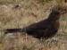 Ptáci (drozdovití)- kos černý (Turdus merula) - samička, Plzeň, III.
