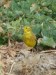 Ptáci (strnadovití)- strnad obecný (Emberiza citrinella), Radomyšl, III.